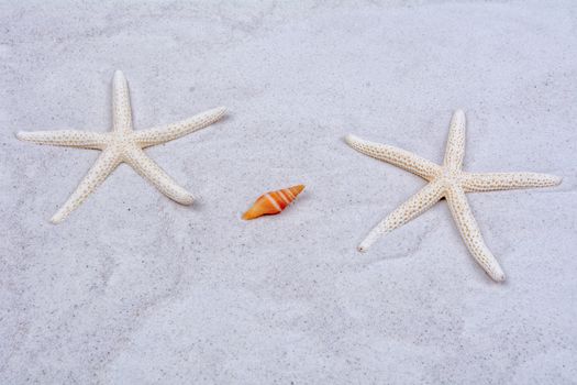 White starfishes and one shell on a greay sand