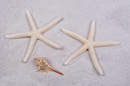 White starfishes and one shell on a greay sand