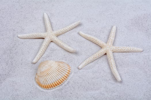 White starfishes and one shell on a greay sand