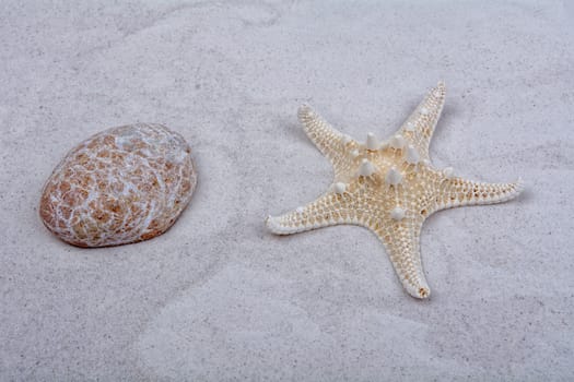 White starfish and one shell on a greay sand