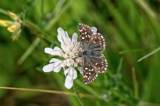 Brown butterfly sitting on a white flower