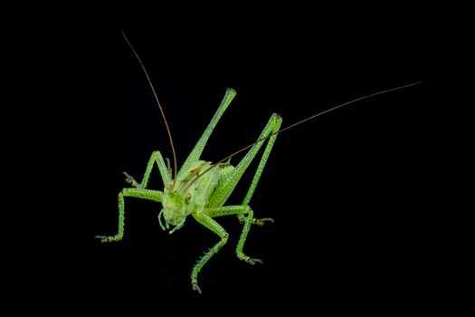 Green grasshopper isolated on a black background