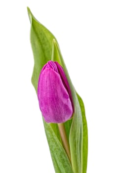 Violet tulip isolated on white background