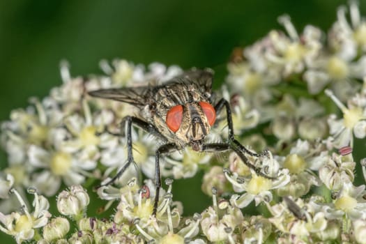 Fly sitting on a white flower with blurred background
