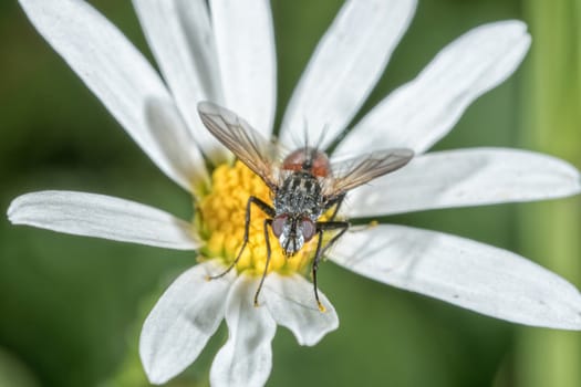 Fly sitting on a white flower with blurred background