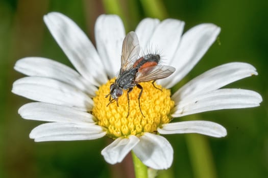 Fly sitting on a white flower with blurred background