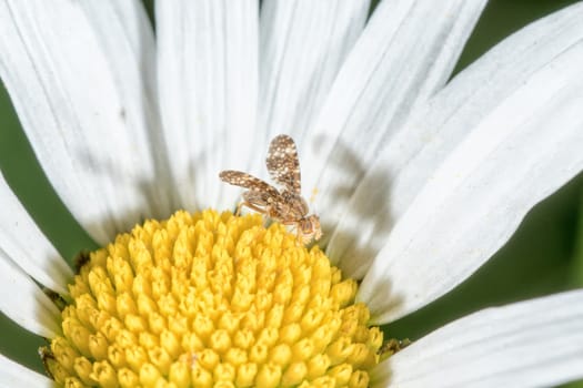 Fly sitting on a white flower with blurred background