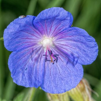 Detai of violet flower with blurred background