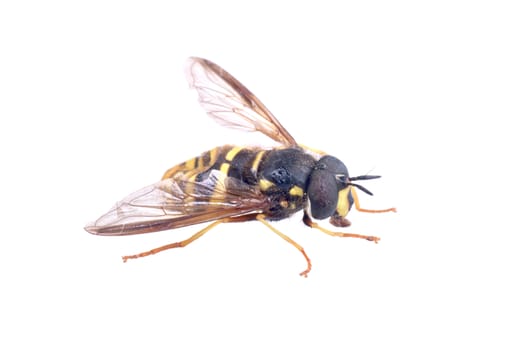 Black yellow striped fly isolated on a white background