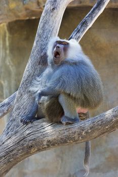 Hamadryas baboon turns and calls at Phoenix Zoo in Arizona, USA.  