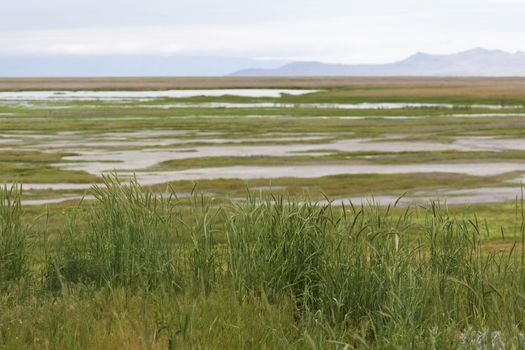 View of wetland of Farmington Waterfowl Management Area, part of the Great Salt Lake Western Hemisphere Shorebird Reserve. Area provides migration rest, feeding, and nesting habitat as well as recreation opportunities including birdwatching and hunting. 