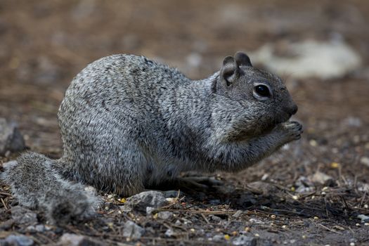 Friendly squirrel on Mt. Lemmon, a sky island in Tucson, Arizona.