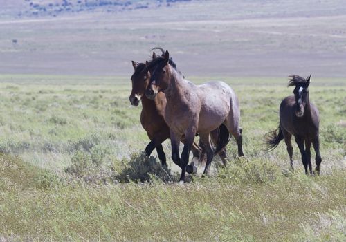 Trio of galloping wild horses in Utah at Onaqui Mountains Herd Management Area.  Symbols of Old West in Tooele County along Pony Express Road. Running hooves in grass raise dust as they turn.  