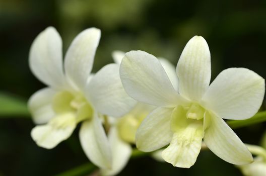 Blossom vanda orchid. Bouquet of flowers orchids.