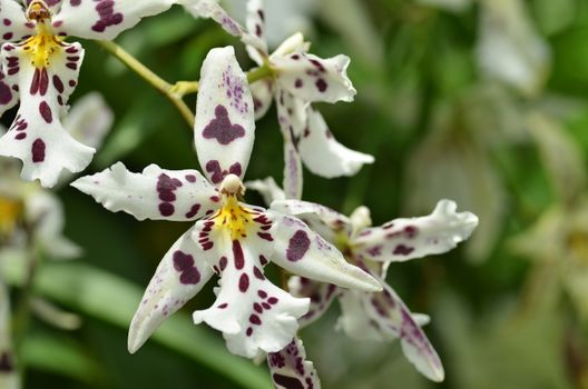 Blossom vanda orchid. Bouquet of flowers orchids.