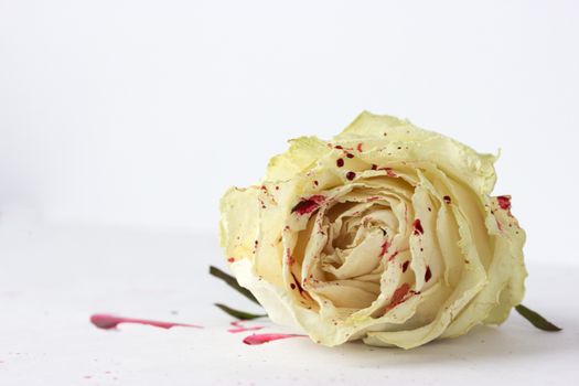 white rose with blood on white background (not isolated)