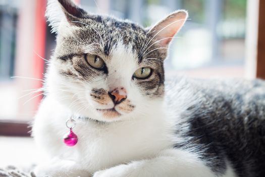 Siamese cat relaxing on his side, stock photo