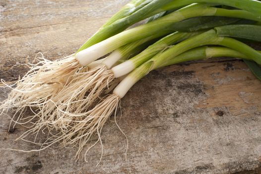 Small bunch of freshly harvested green onions with roots on a rustic table