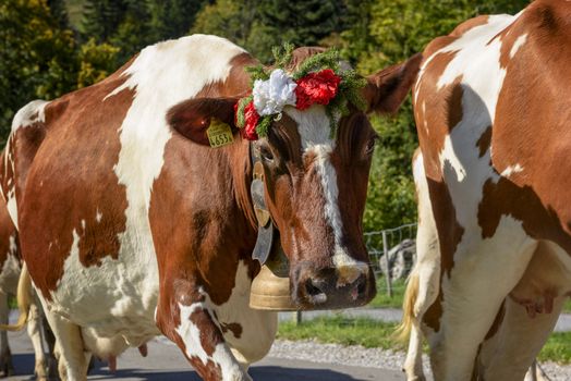 Charmey, Fribourg, Switzerland - SEPTEMBER 26 2015 : Farmers with a herd of cows on the annual transhumance at Charmey near Gruyeres, Fribourg zone on the Swiss alps