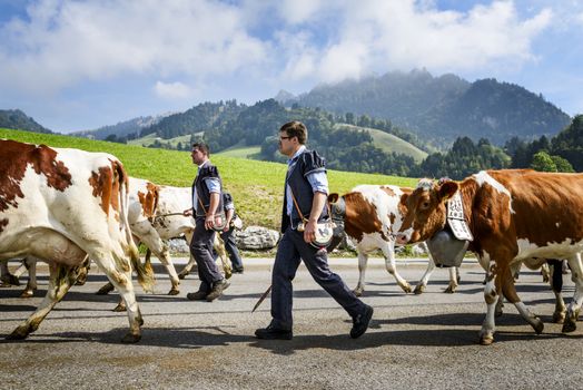Charmey, Fribourg, Switzerland - 26 September 2015 : Farmers with a herd of cows on the annual transhumance at Charmey near Gruyeres, Fribourg zone on the Swiss alps