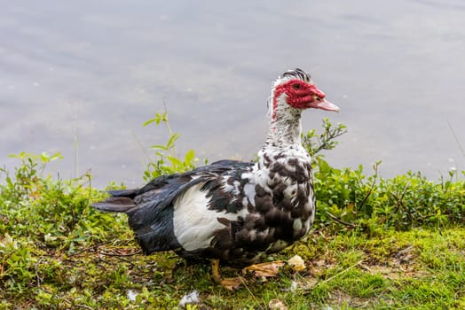 A  Muscovy duck (Cairina moschata) walking around along the water.