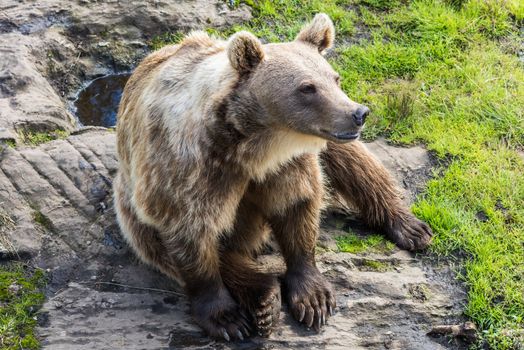 Large brown bear sitting down.