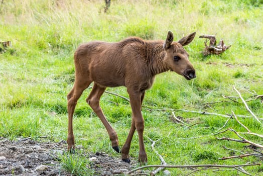 Elk Calf (Cervus canadensis) walking in woods.