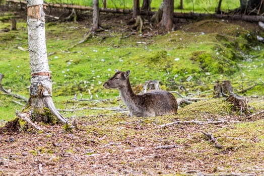 Deer lying down in the woods.