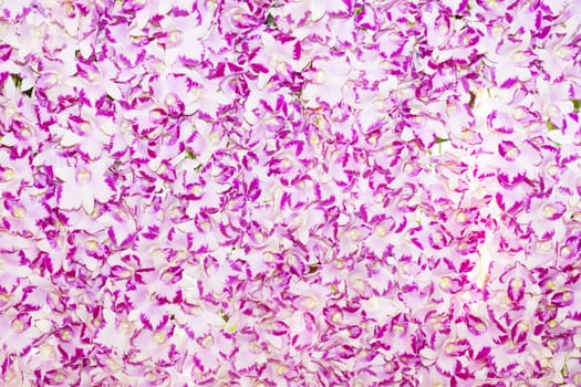 pink orchid flowers background