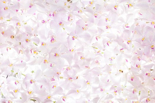 pink orchid flowers background