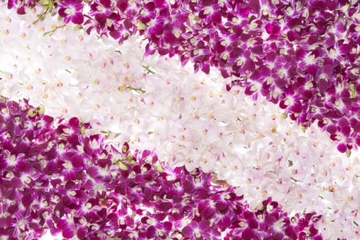 pink orchid flowers background