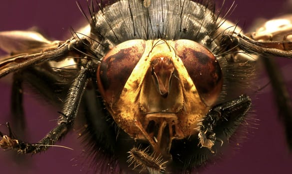 Fly of the dead  -  Cynomya mortuorum