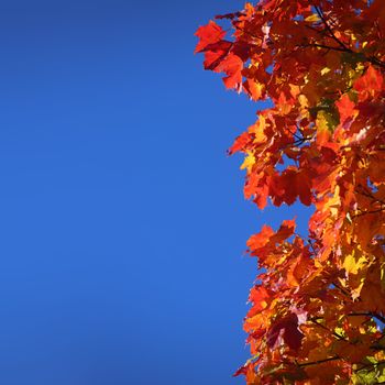 Beautiful nature background of red autumn maple leaves close up with copy space