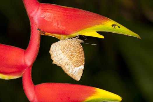 The Brown moth. The island of red flowers.