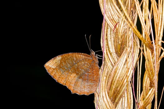 Macro of a Brown butterfly on a black background, nature.