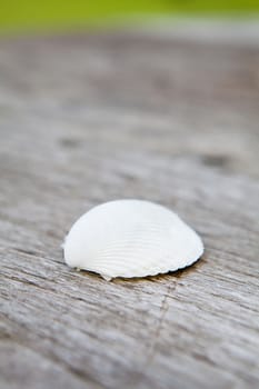 White shell paste the on the wooden floor.