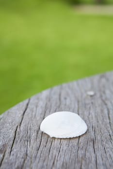 White shell paste the on the wooden floor.