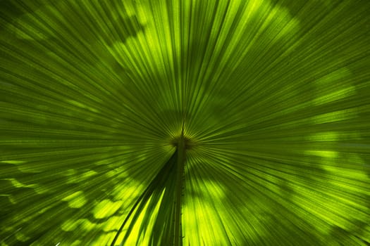 The leaves of the Palm tree green large