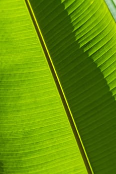 The green leaves of the banana tree leaves.