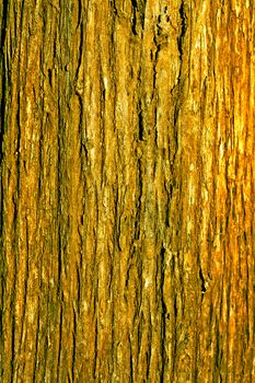 Tree bark texture,texture of the plank wood.