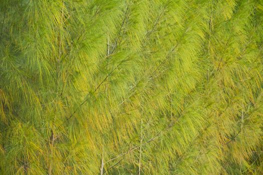 Full image of a coniferous trees in the forest,Background pine.