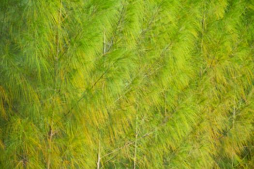 Out of focus pine forest against sunlight,Full image of a coniferous trees in the forest.