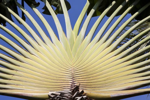 banana leaves cascaded like a blow background texture