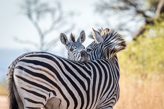 Bonding Zebras in the Kruger National Park, South Africa.