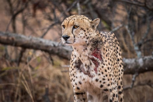 Cheetah starring in the Kruger National Park, South Africa.