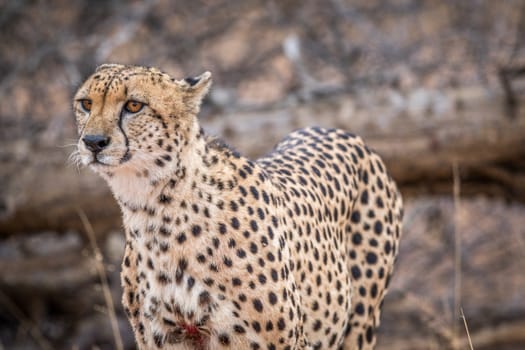 Cheetah starring in the Kruger National Park, South Africa.