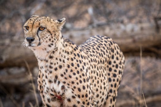 Cheetah starring in the Kruger National Park, South Africa.