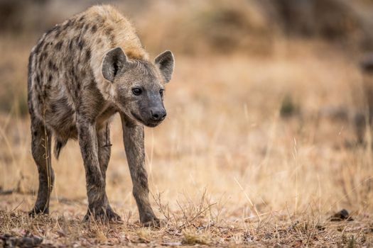 Young Spotted hyena in the Kruger National Park, South Africa.