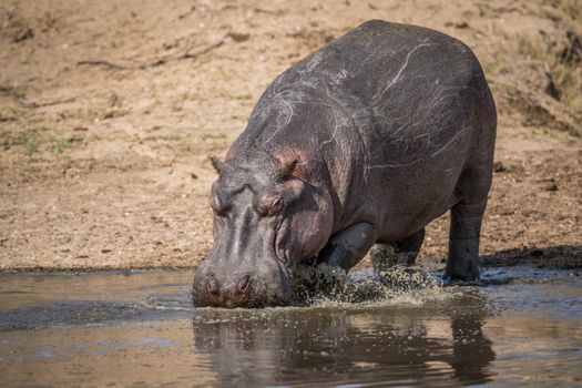 A Hippo walking into the water in the Kruger National Park, South Africa.