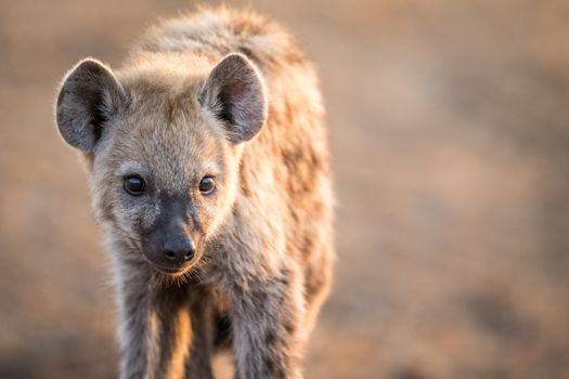 Starring young Spotted hyena in the Kruger National Park, South Africa.